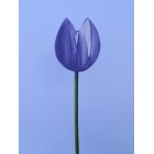 Drveno cvijeće i ukrasi - Tulipan 1