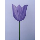 Drveno cvijeće i ukrasi - Tulipan 5